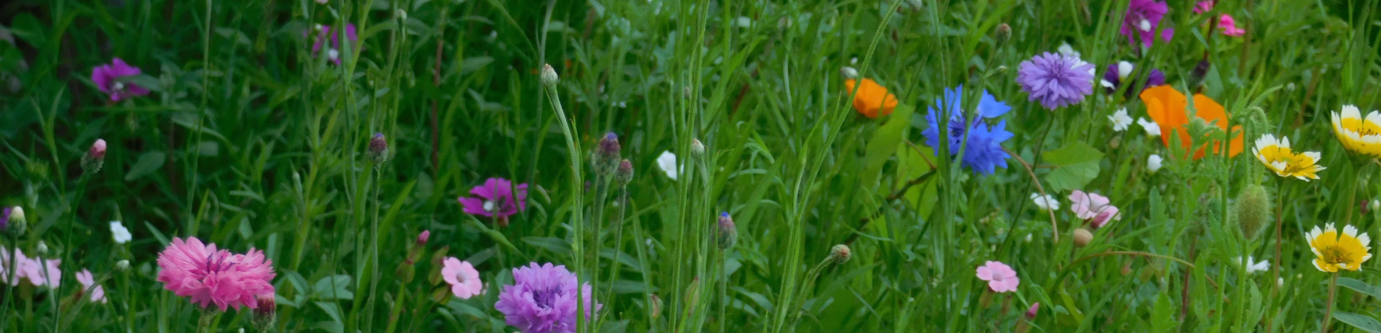 fleurs