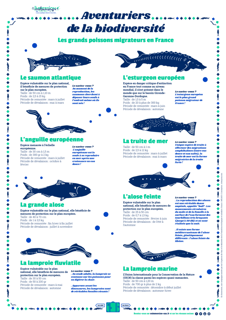 Poster des poissons migrateurs de France