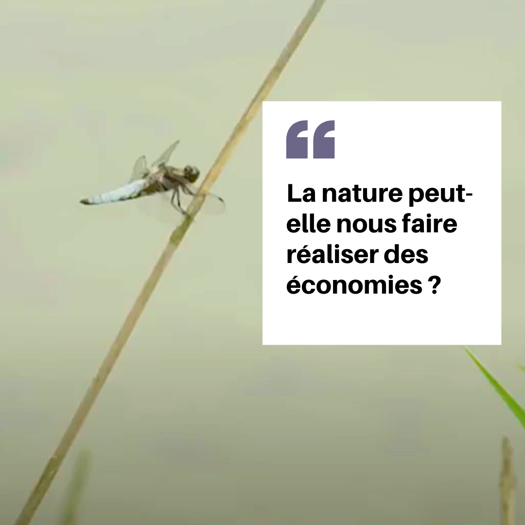 La nature peut-elle nous faire réaliser des économies ?