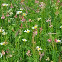 prairies