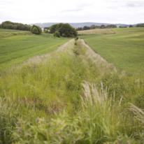 Implantation d'une haie et d'une bande enherbée