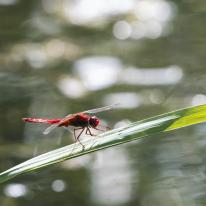 Libellule - Foret alluviale
