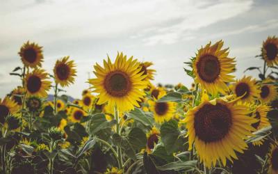 tournesols